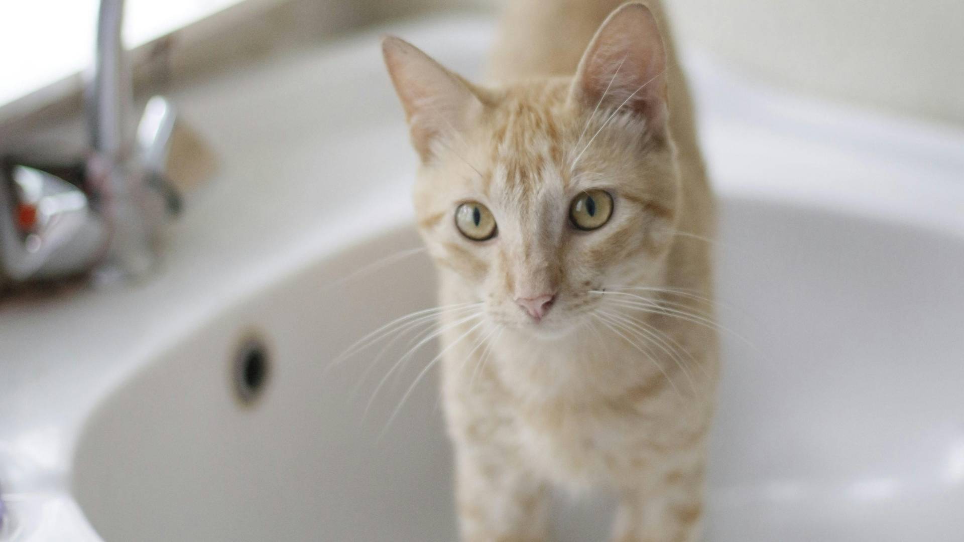 gato en el baño
